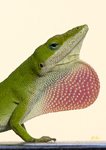 Green Anole 3728